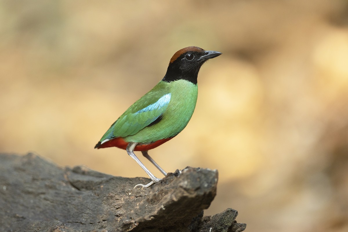 Western Hooded Pitta - Jan-Peter  Kelder