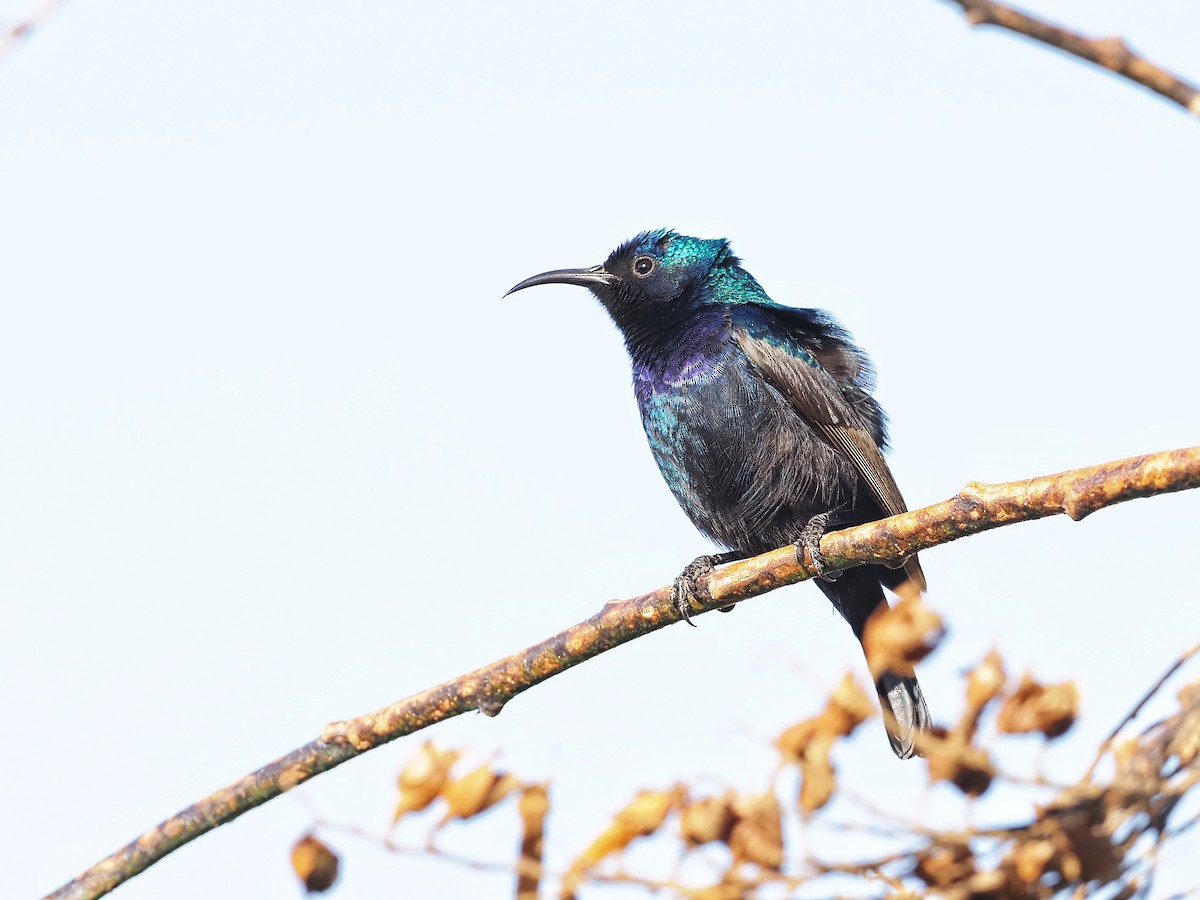 Palestine Sunbird - Andy Marshall