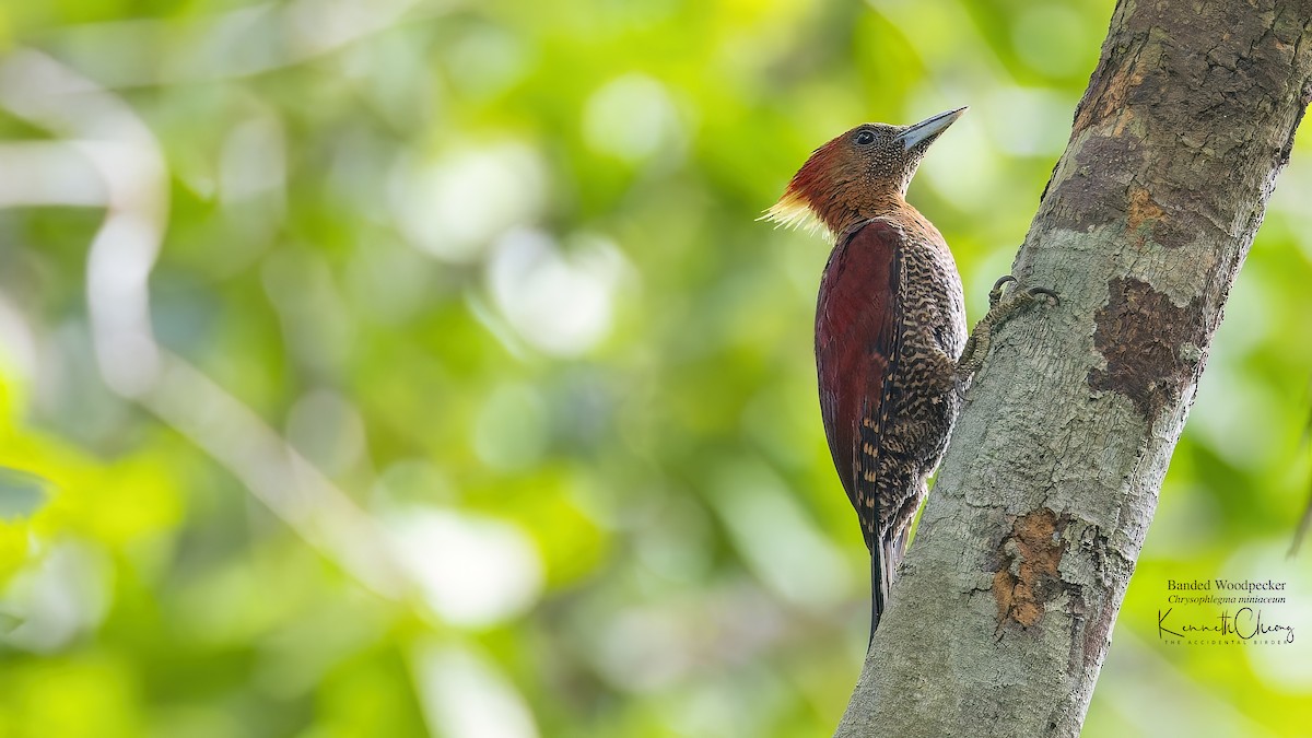 Banded Woodpecker - ML557229611