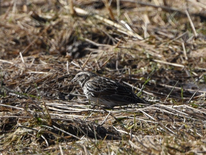 Lapland Longspur - ML557230121