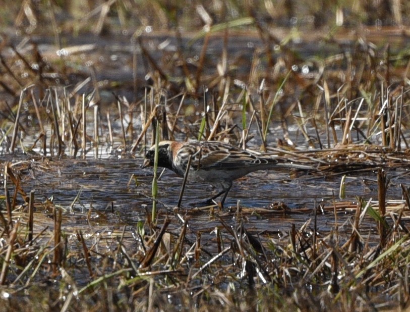 Lapland Longspur - Wendy Hill