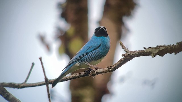 Swallow Tanager - ML557230461