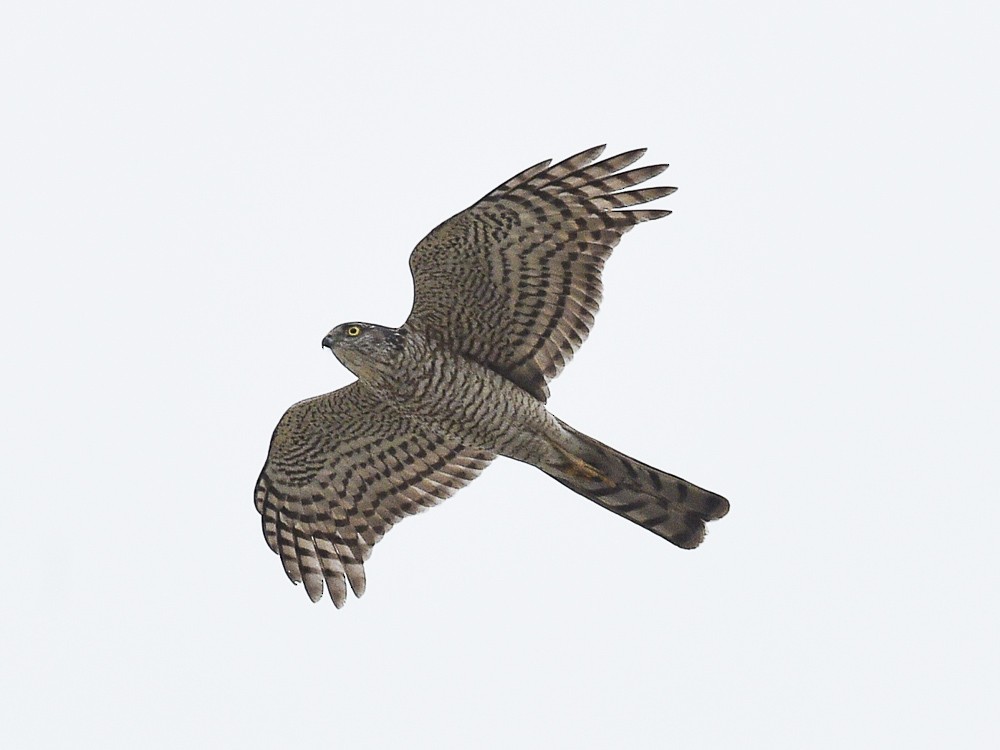 Eurasian Sparrowhawk - ML557230531
