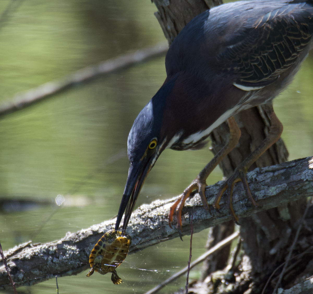 Green Heron - Anonymous