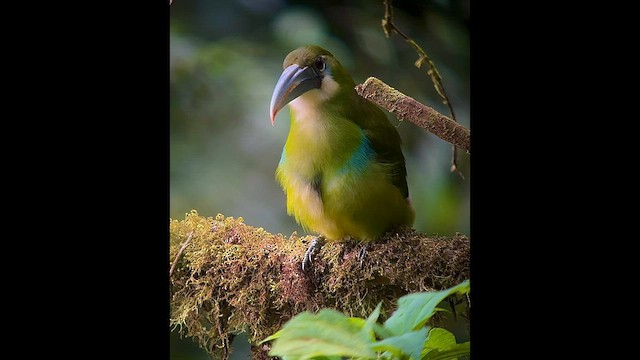 Blue-banded Toucanet - ML557232241