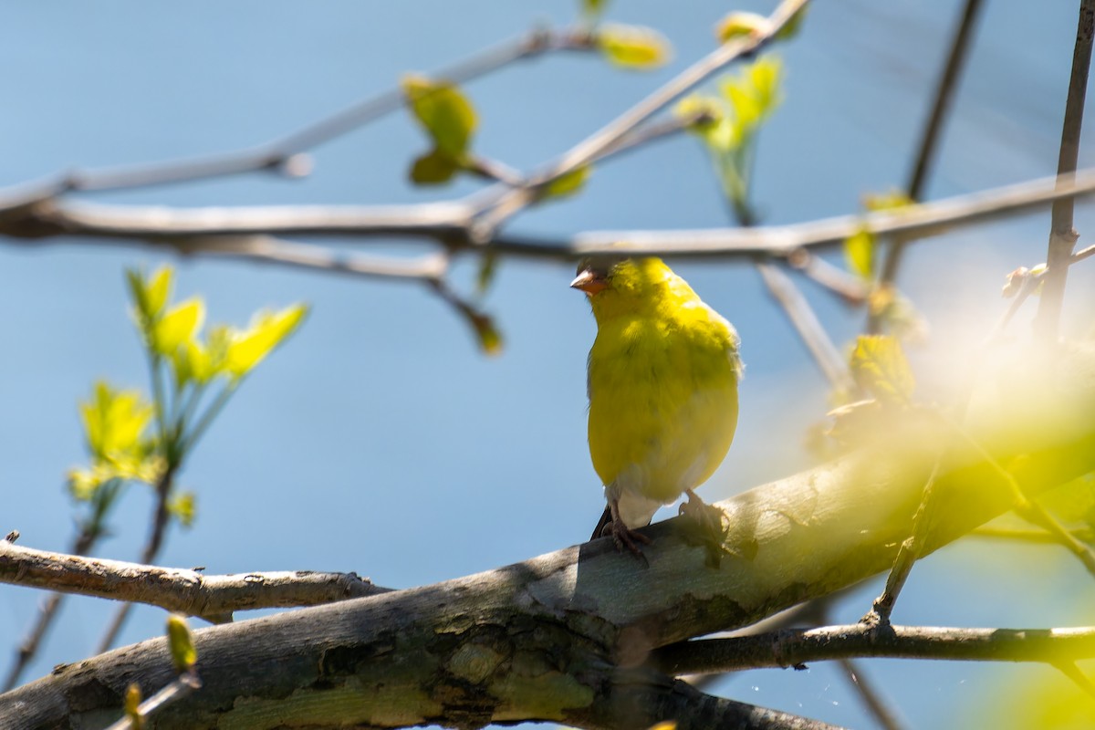 American Goldfinch - Rick Veazey