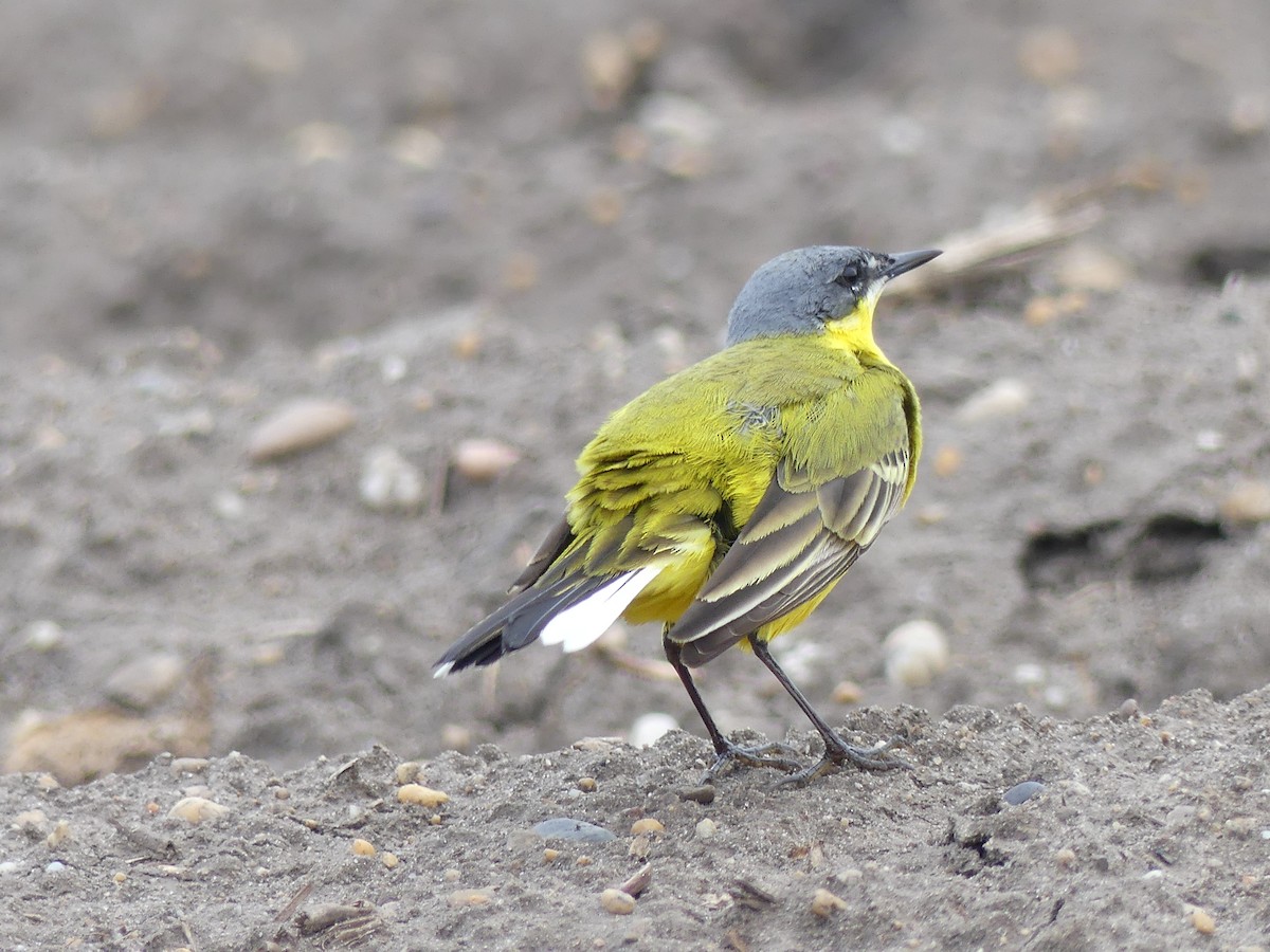 Western Yellow Wagtail - ML557232741