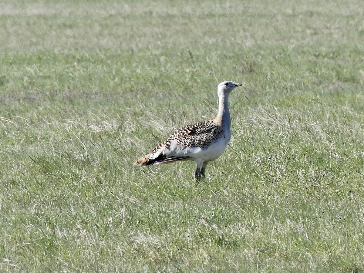 Great Bustard - ML557233761