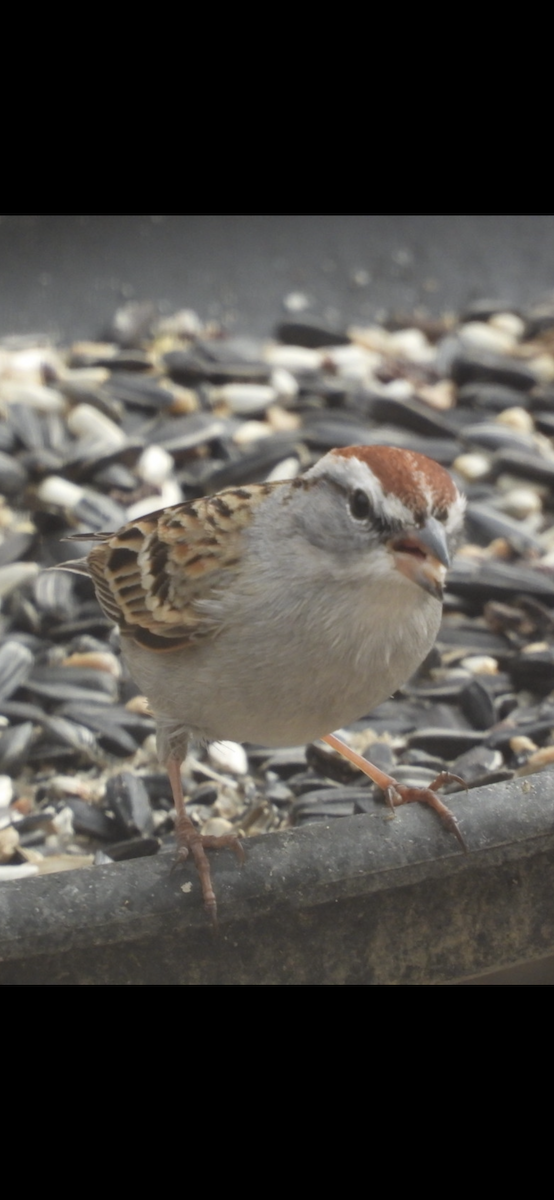 Chipping Sparrow - ML557233771