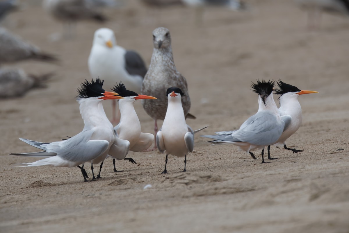 Elegant Tern - John Callender