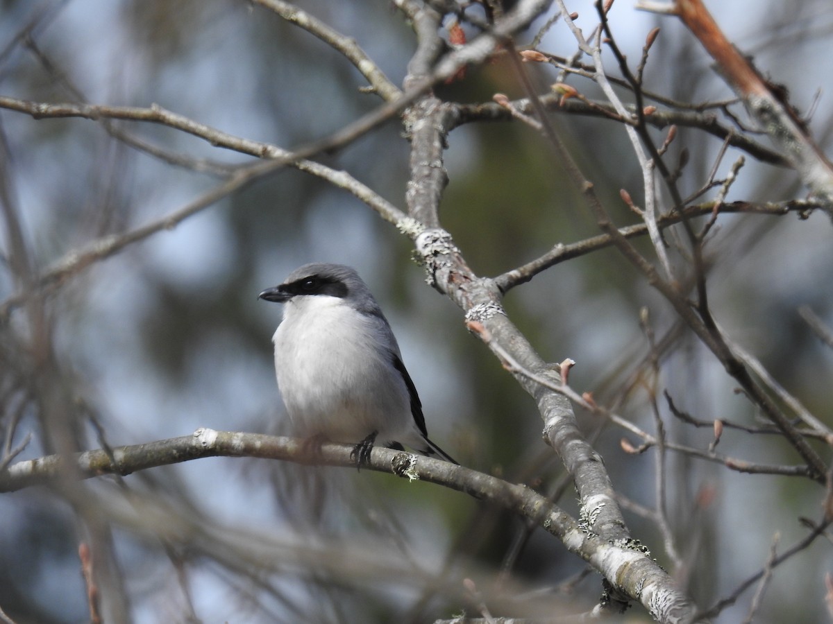 Loggerhead Shrike - ML557234171