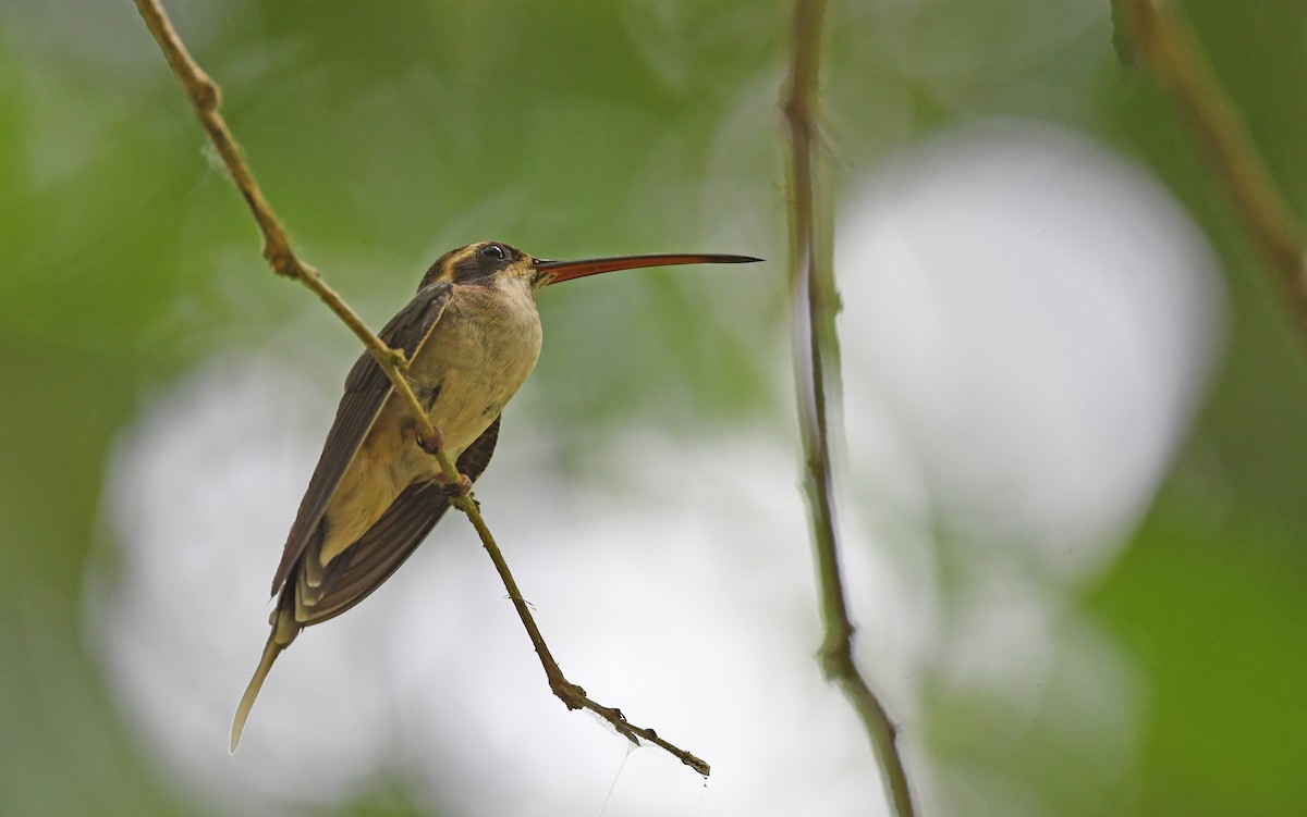 Светлобрюхий колибри-отшельник - ML557234921