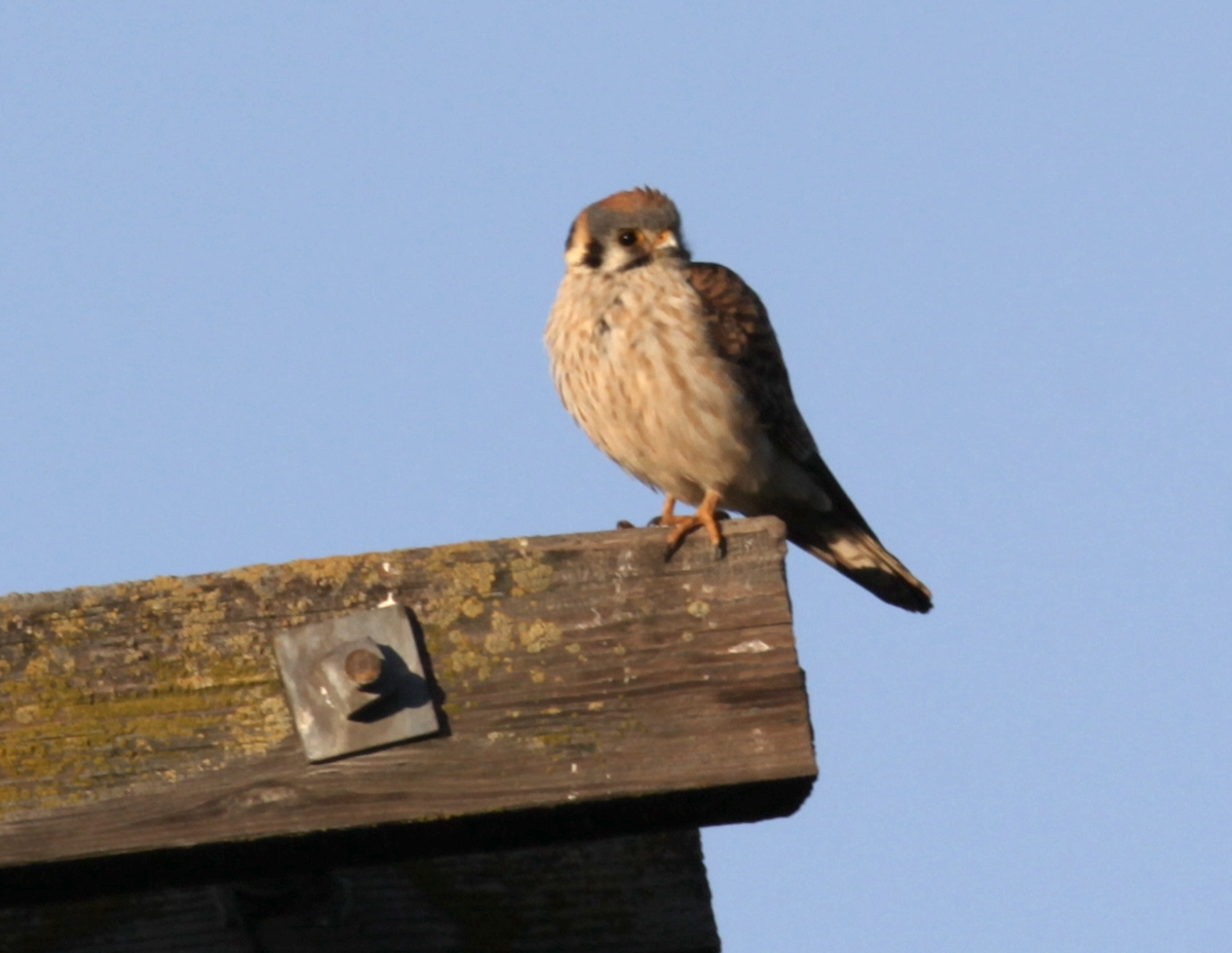 American Kestrel - Matthew Dodder