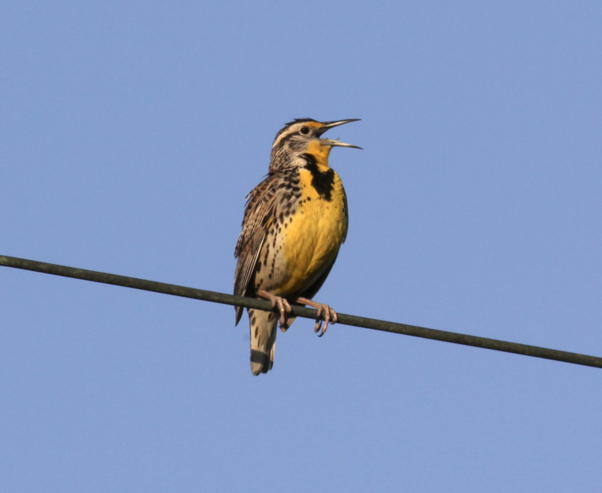 Western Meadowlark - Matthew Dodder