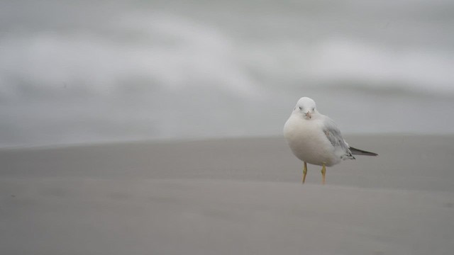 Slender-billed Gull - ML557236111