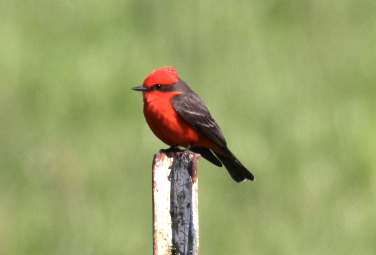 Vermilion Flycatcher - ML557236331