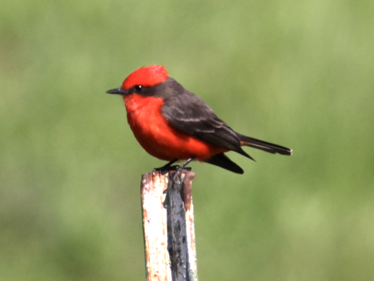 Vermilion Flycatcher - Matthew Dodder