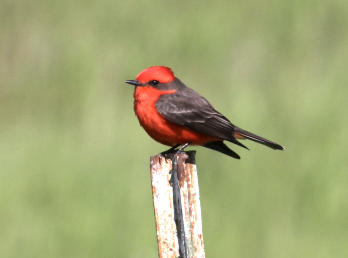 Vermilion Flycatcher - Matthew Dodder