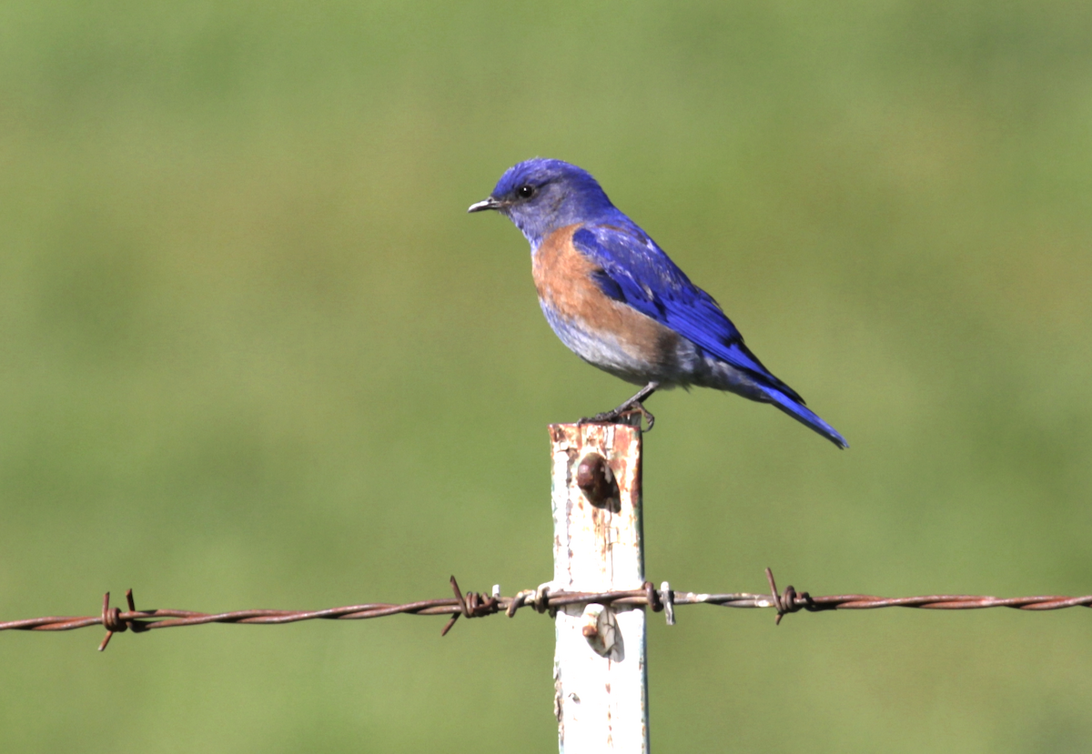 Western Bluebird - Matthew Dodder