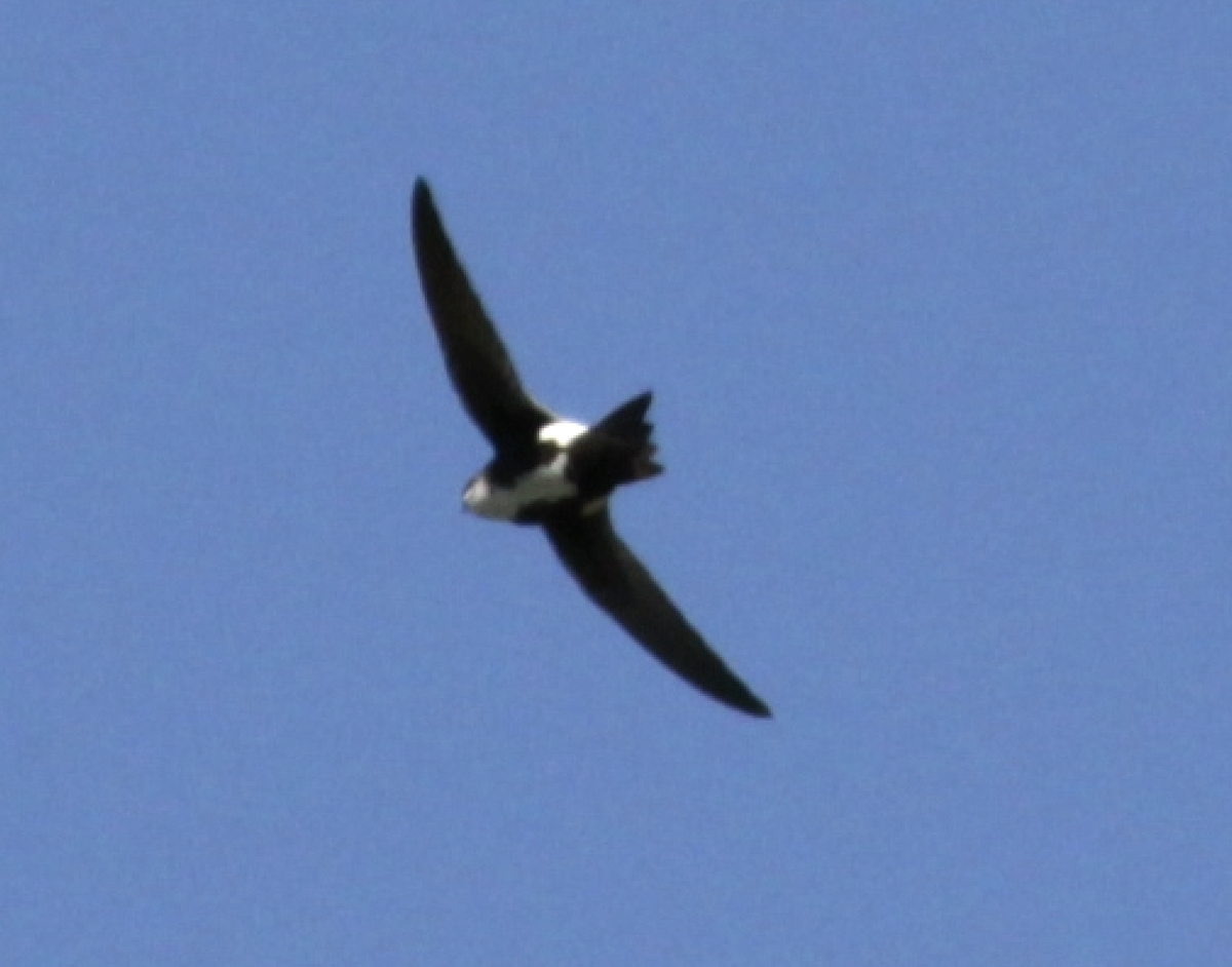 White-throated Swift - ML557236921