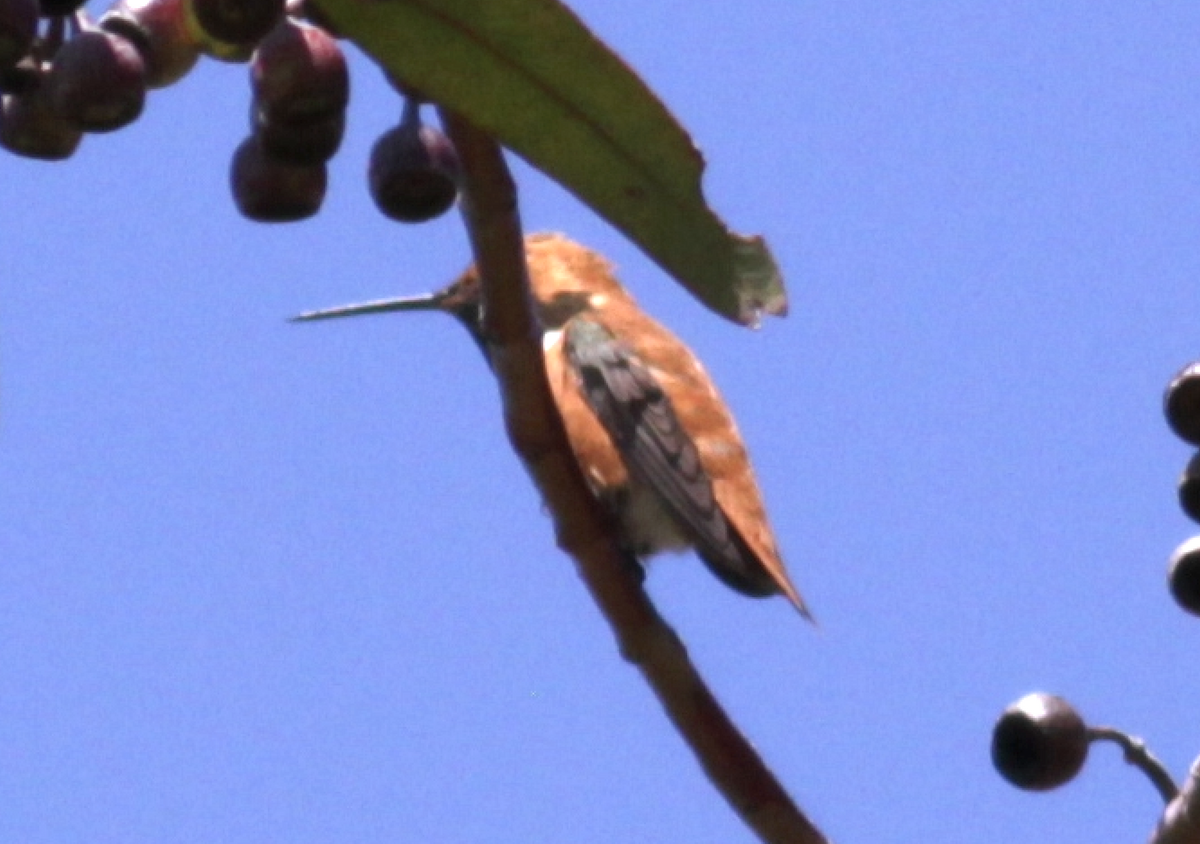 Rufous Hummingbird - Matthew Dodder