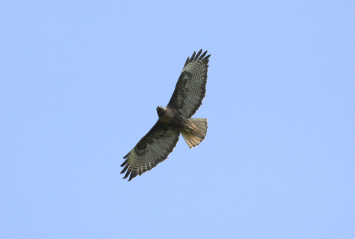 Red-tailed Hawk - Matthew Dodder