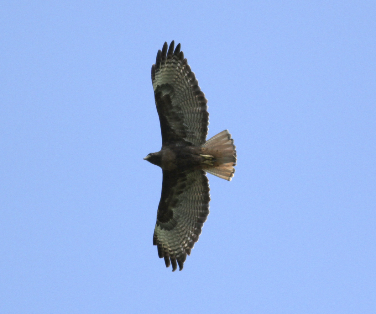 Red-tailed Hawk - Matthew Dodder