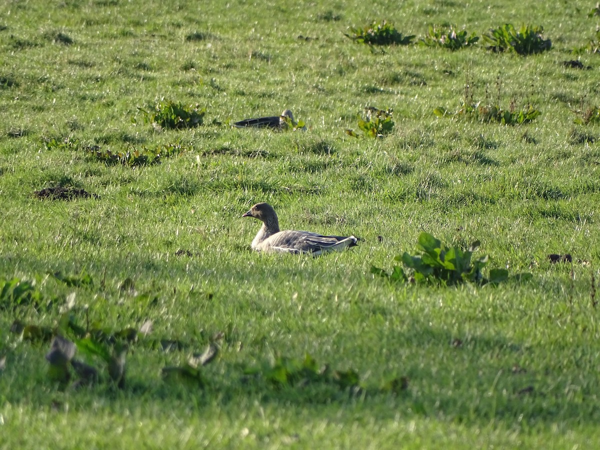 Pink-footed Goose - ML557238141