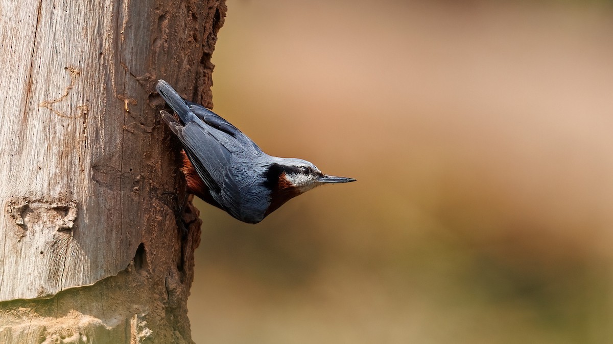 Indian Nuthatch - Hari K Patibanda