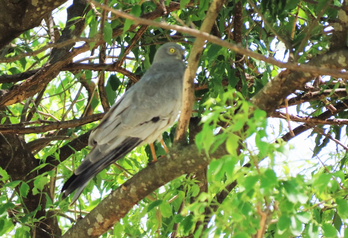 Montagu's Harrier - ML557238551