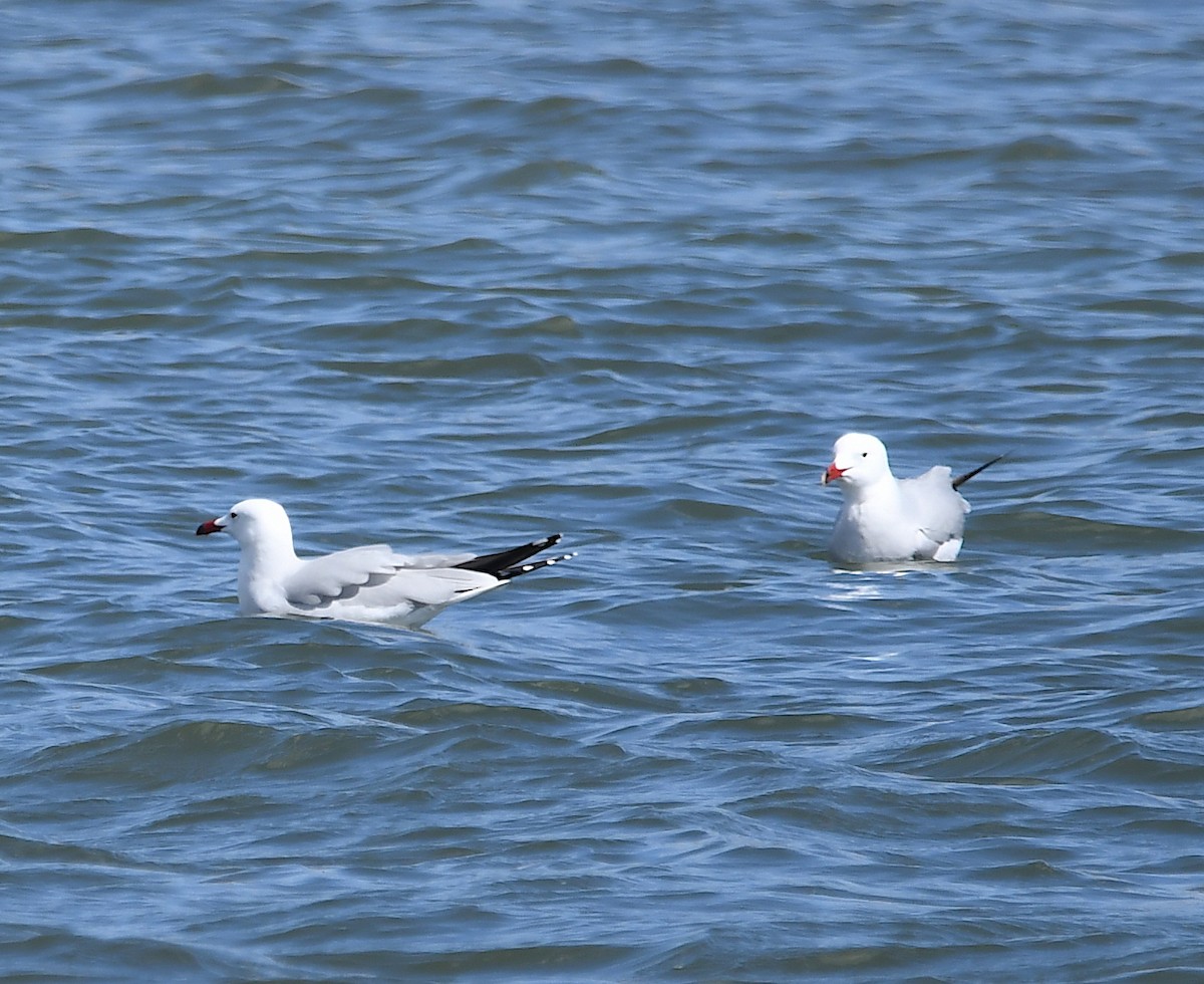 racek zelenonohý - ML557238851