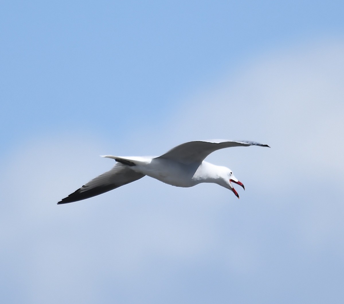 racek zelenonohý - ML557238861