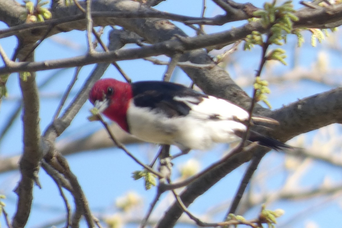 Red-headed Woodpecker - ML557240041