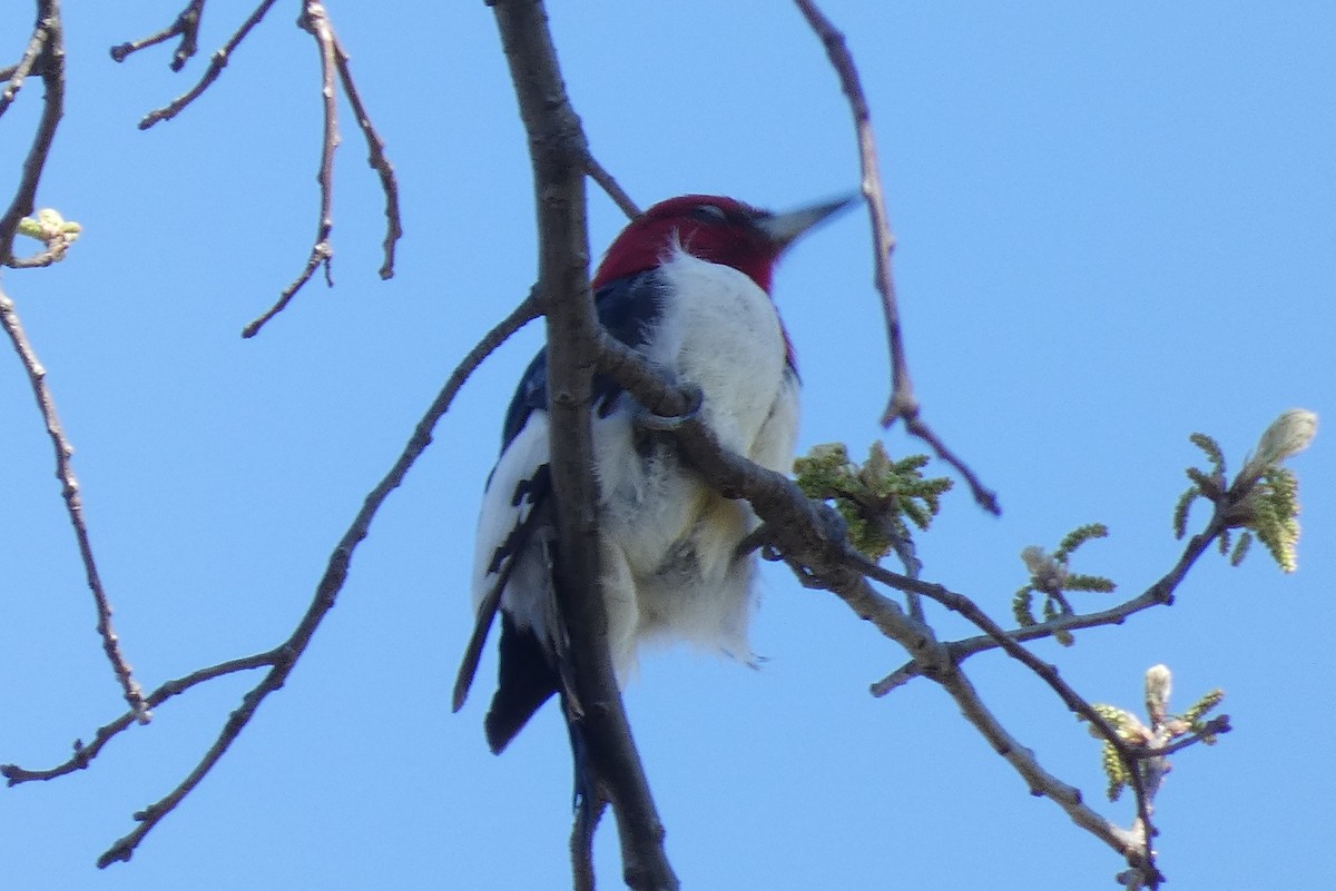 Red-headed Woodpecker - ML557240051