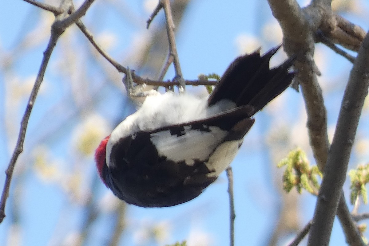 Red-headed Woodpecker - ML557240061