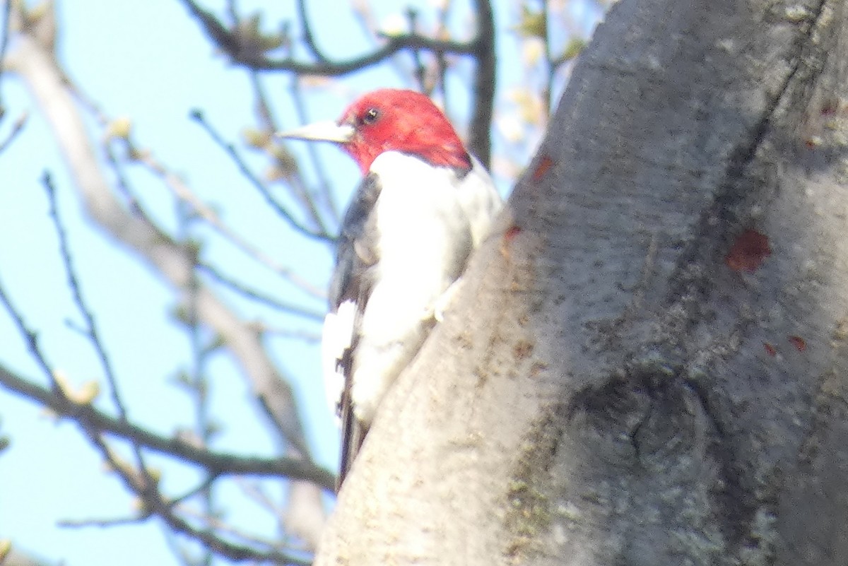Red-headed Woodpecker - ML557240071