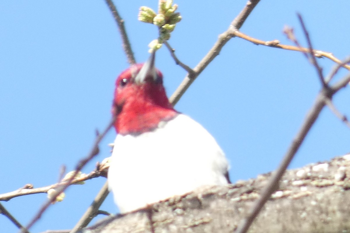 Red-headed Woodpecker - ML557240081