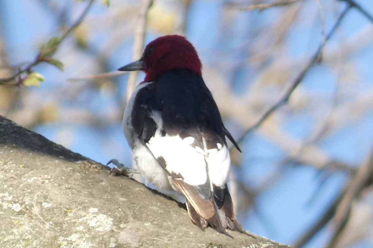 Red-headed Woodpecker - ML557240091