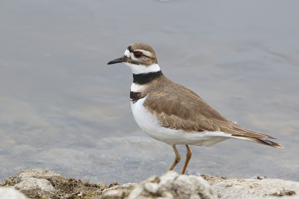 Killdeer - Dan Schiebelbein