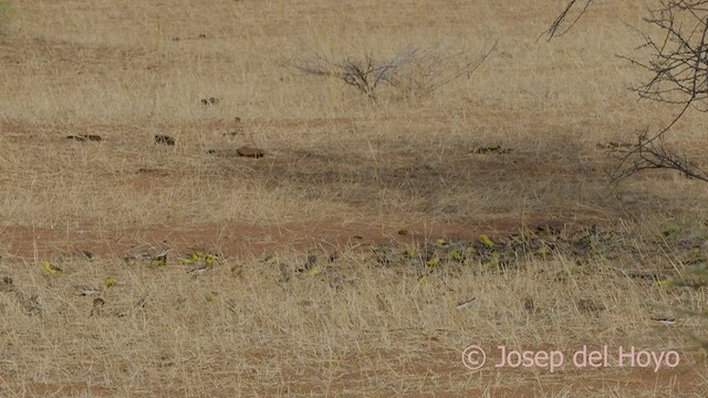 Moineau doré - ML557241061