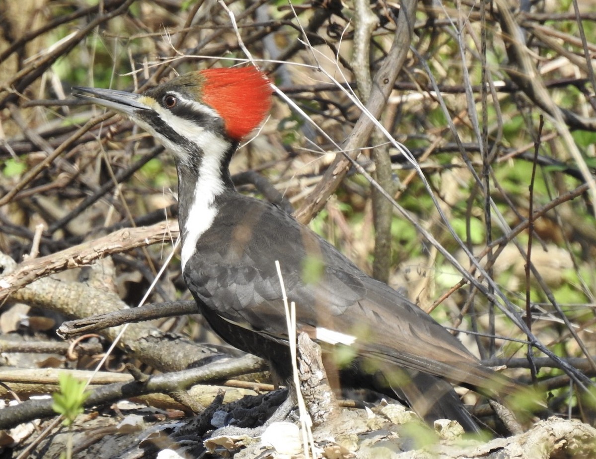 Pileated Woodpecker - Nathan Beccue