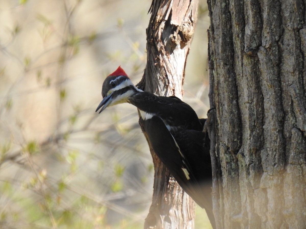 Pileated Woodpecker - ML557241111