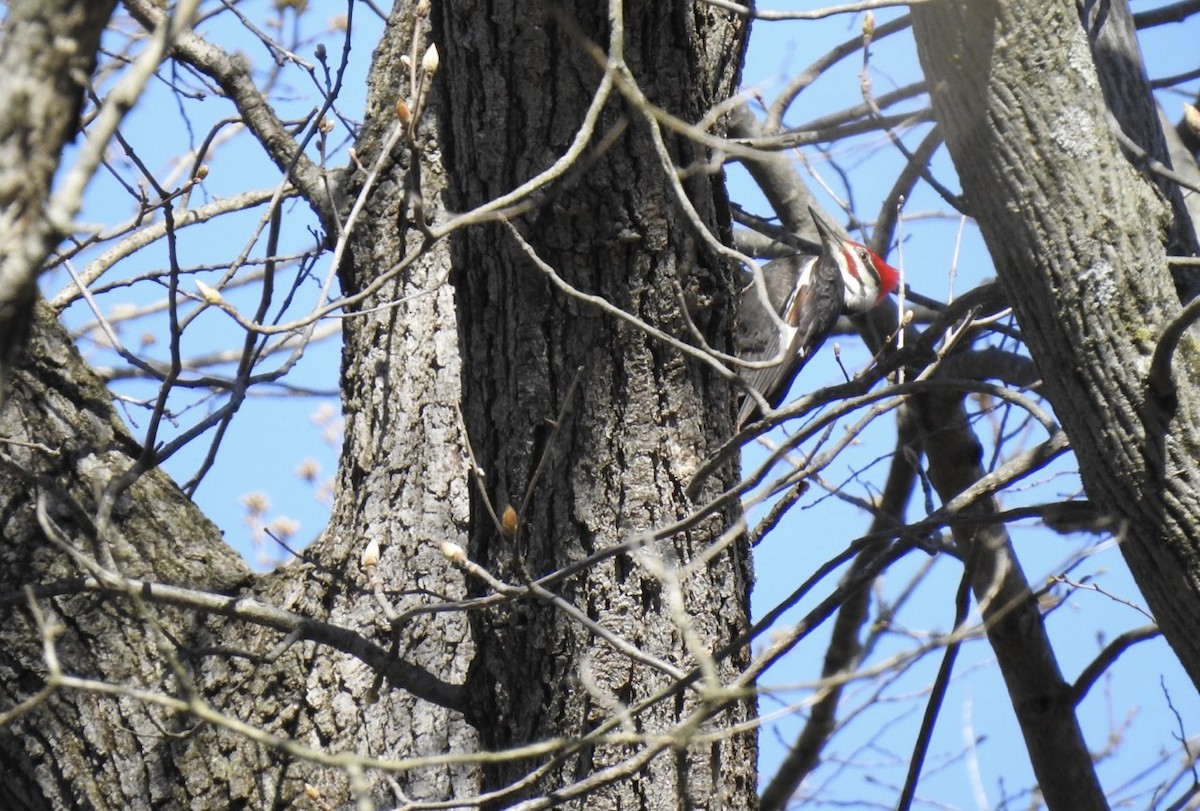 Pileated Woodpecker - ML557241121