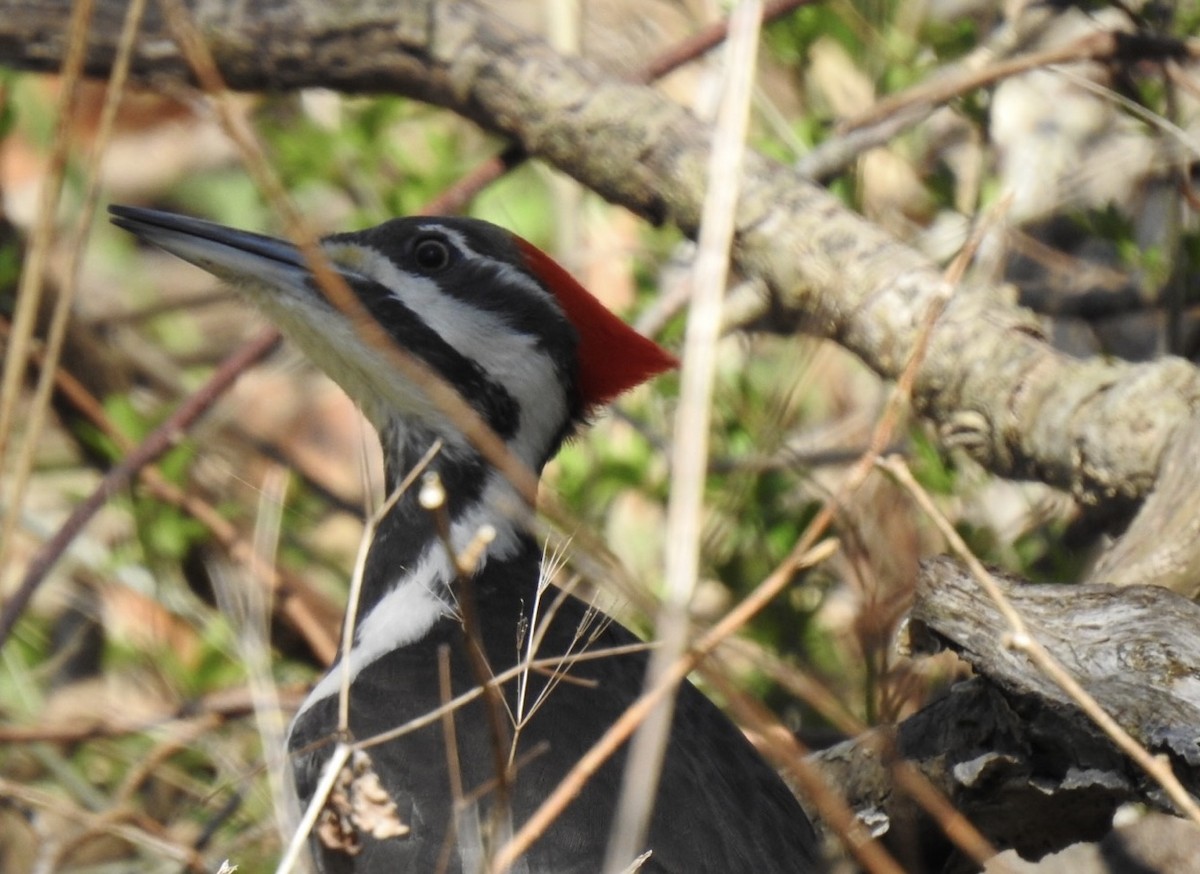 Pileated Woodpecker - ML557241131