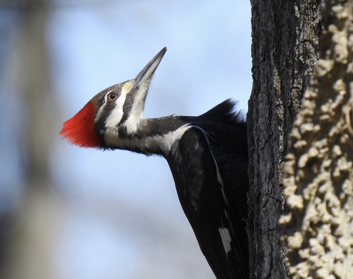 Pileated Woodpecker - ML557241141