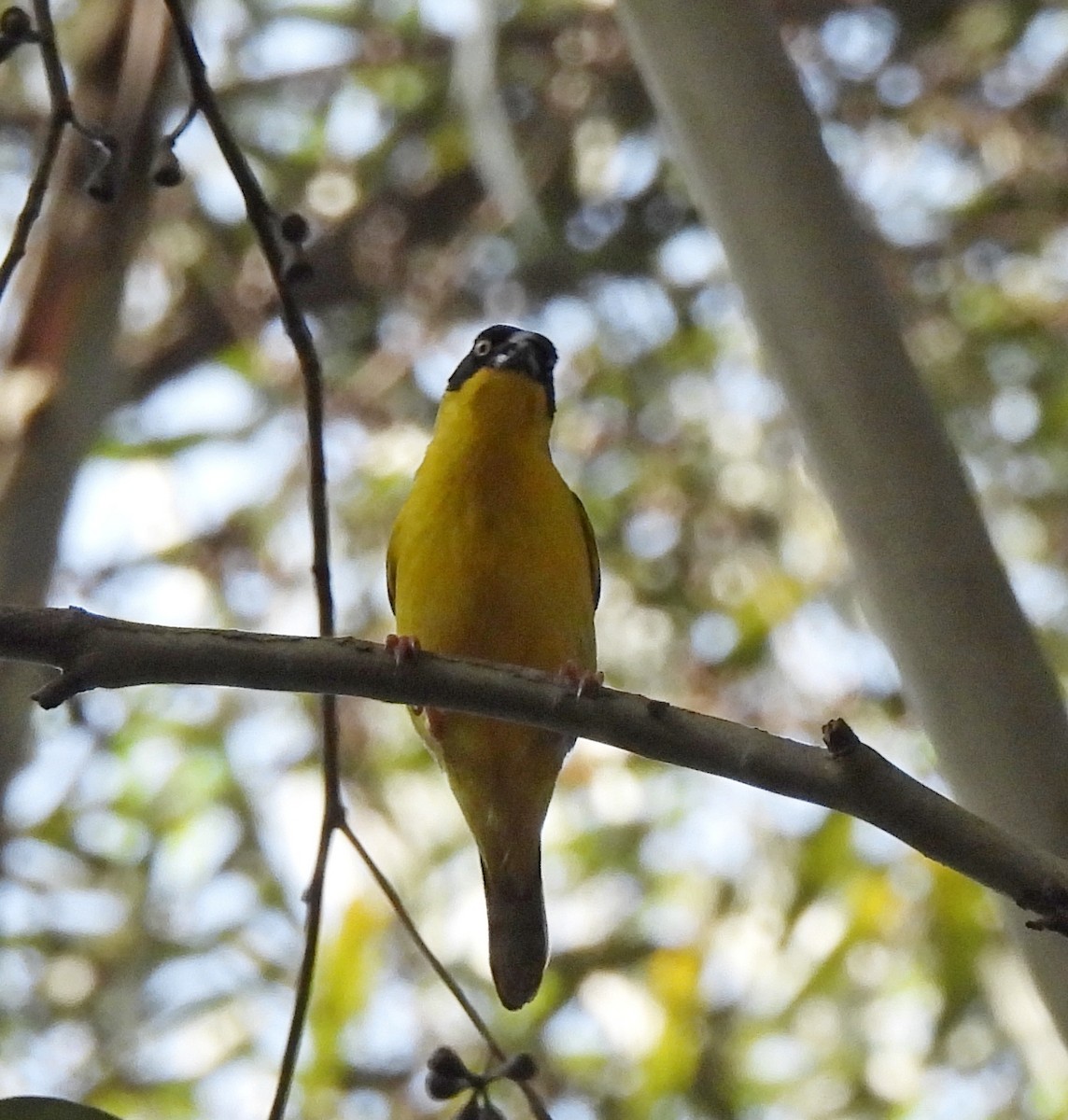 Baglafecht Weaver - ML557241761