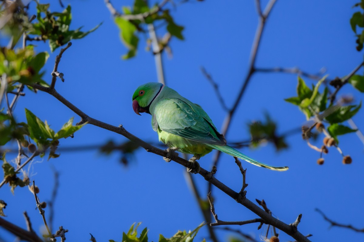 Rose-ringed Parakeet - John Kuenzli