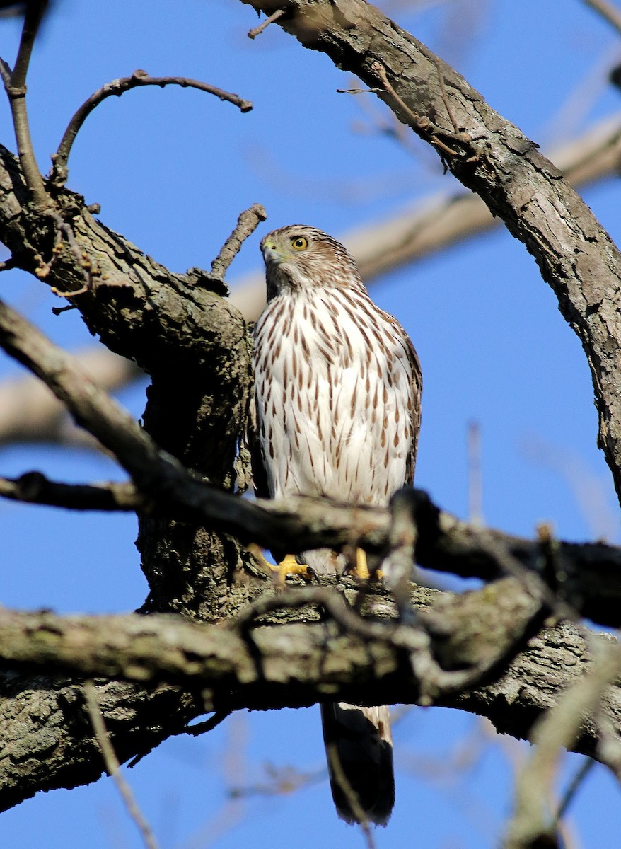 Cooper's Hawk - ML557244261