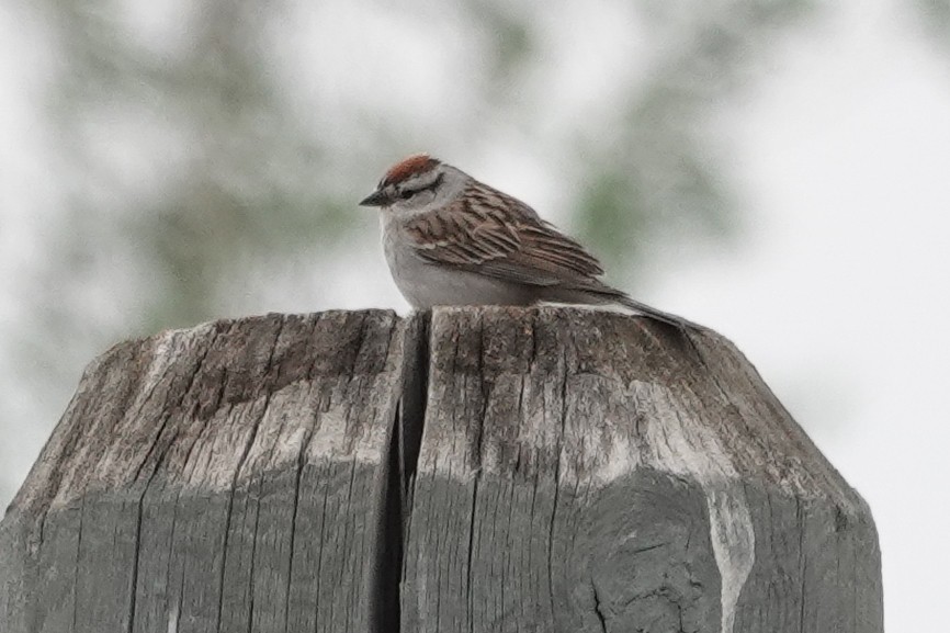Chipping Sparrow - ML557245511