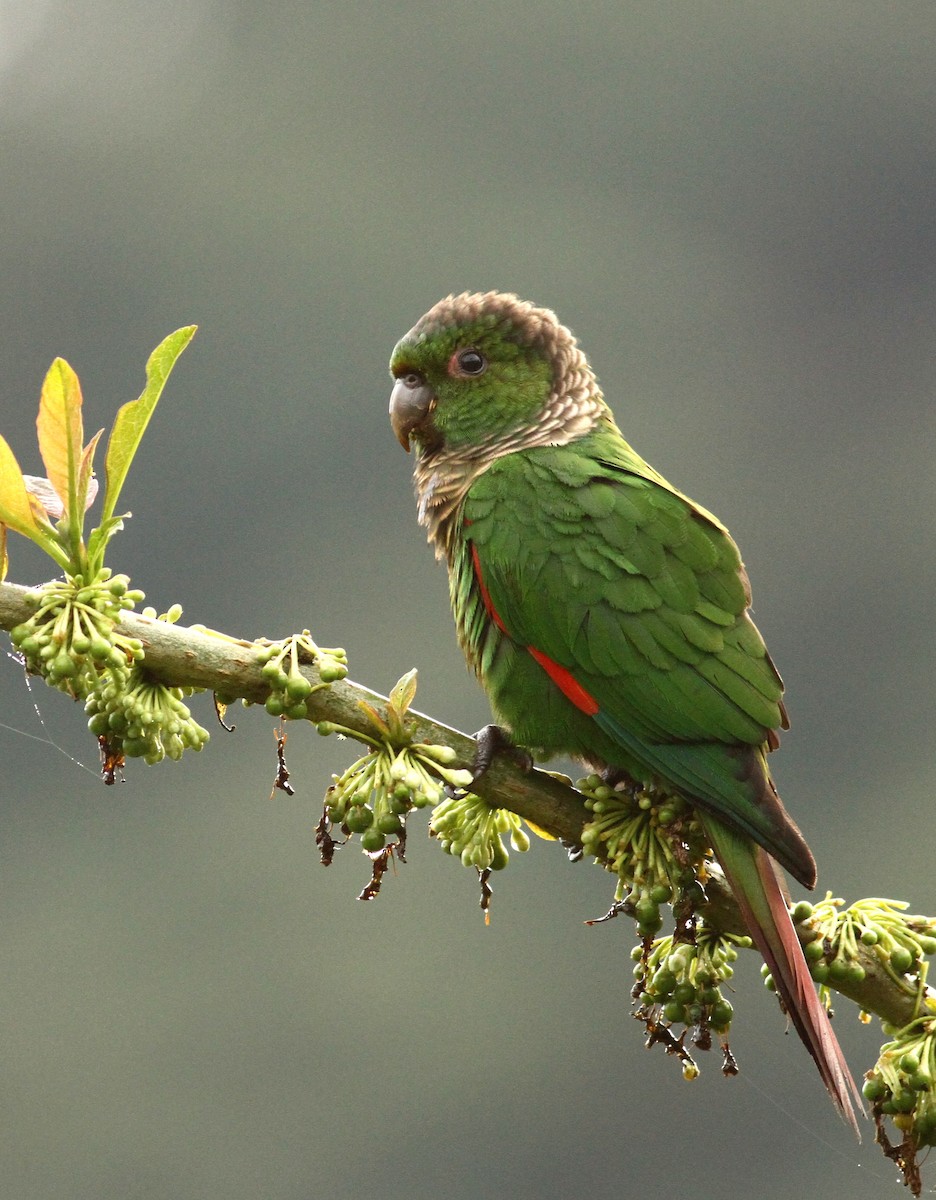Maroon-tailed Parakeet - Luke Seitz